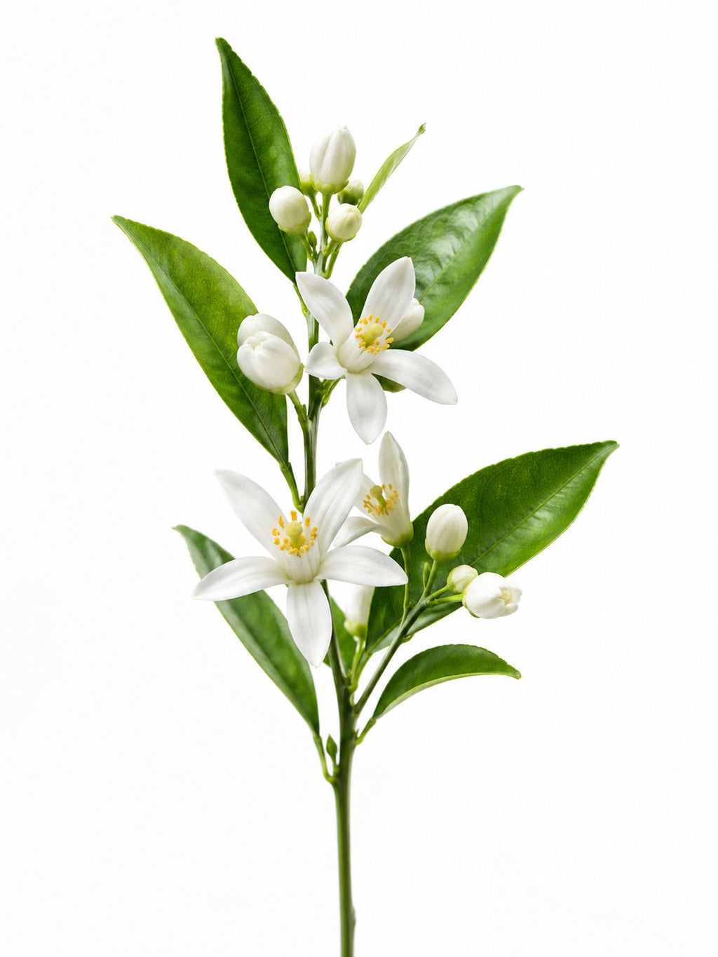 Perfume One Flower